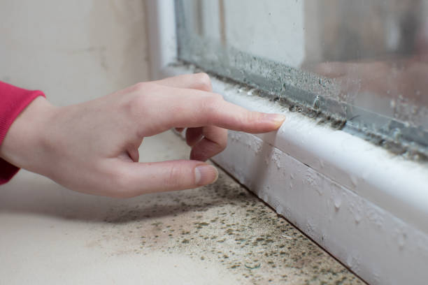 Best Crawl Space Mold Remediation  in Galesville, WI